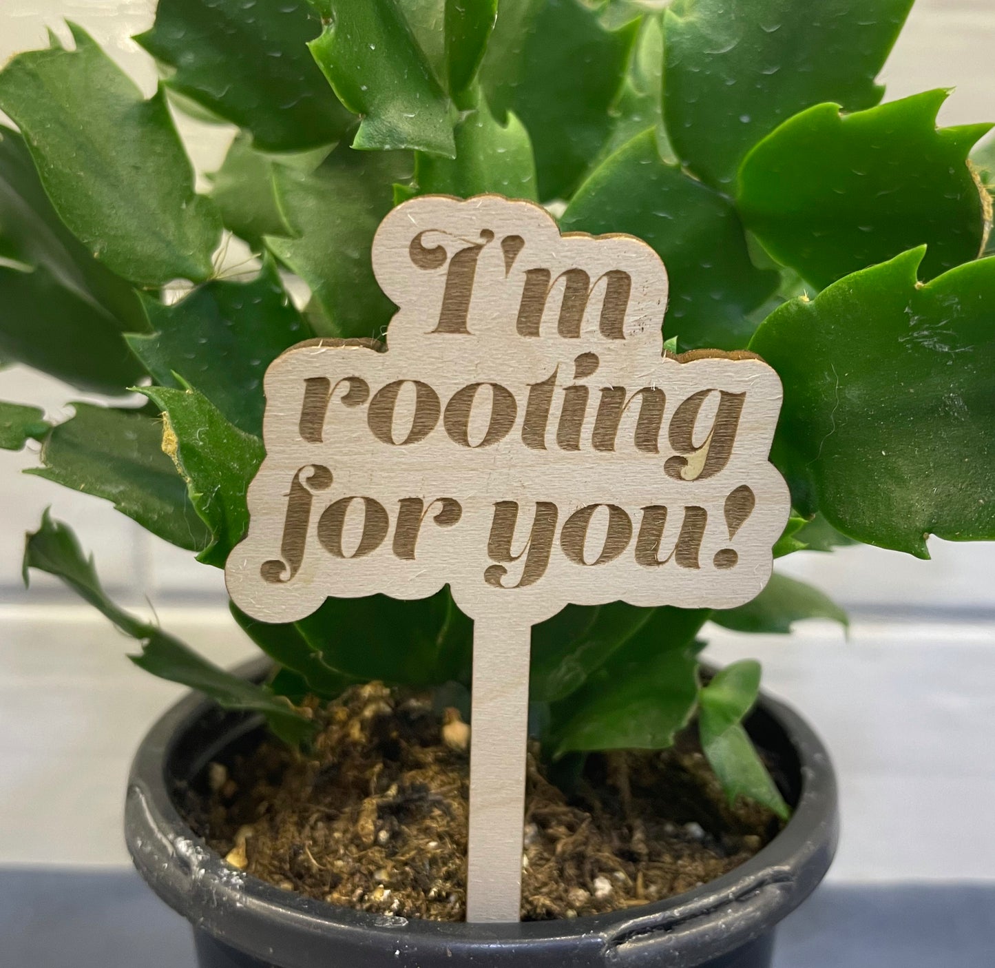 Plant Stakes I'm Rooting For You