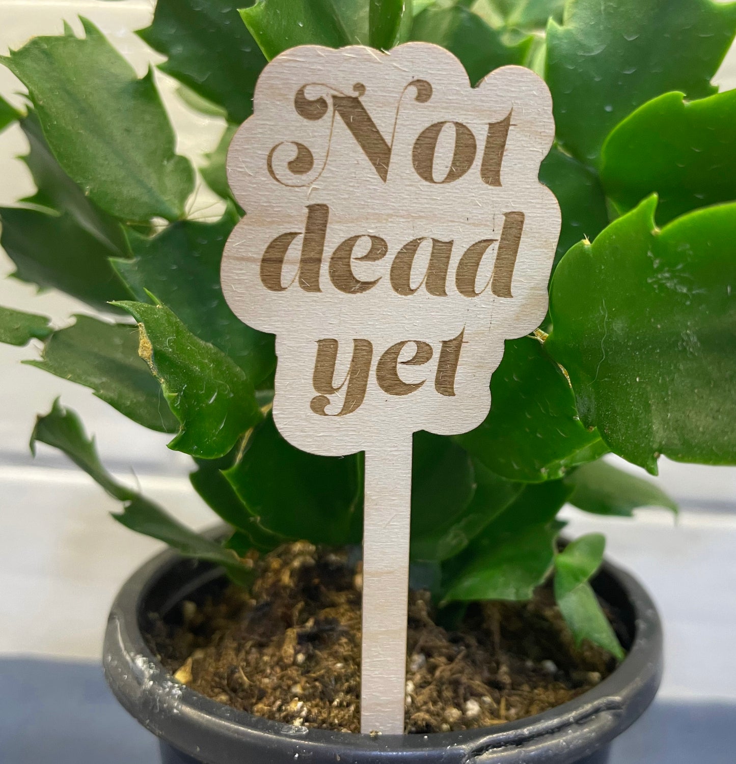 Plant stakes not dead yet